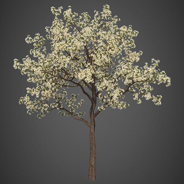 Vray Ready Flower - 3Docean 20531901