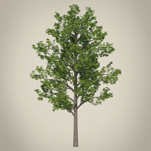 Vray Ready Tree - 3Docean 20531966