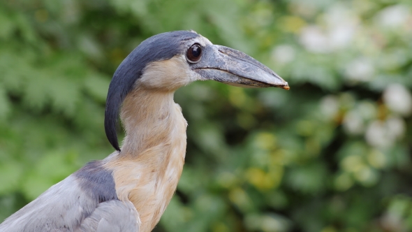 Boat-Biller Heron. He Is Sitting in the Branches of a Tree. alt