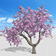 Blossoming Cherry Tree - VideoHive Item for Sale