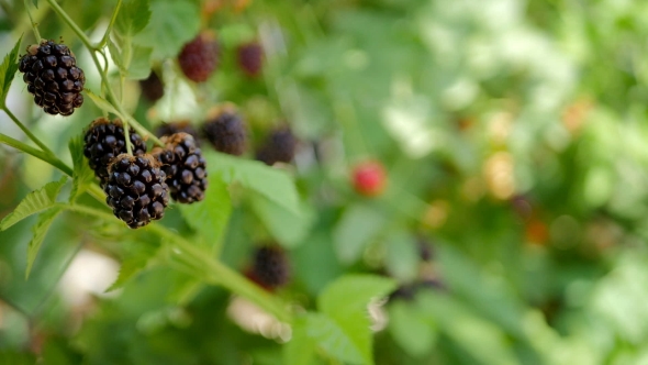 Ripe Blackberries