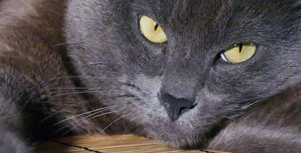 Cat in Room - Laying on Floor - 04 alt