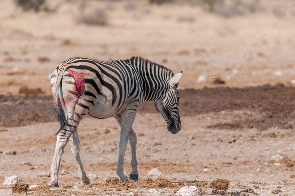 Burchells zebras with visible wound, probably from a lion attack