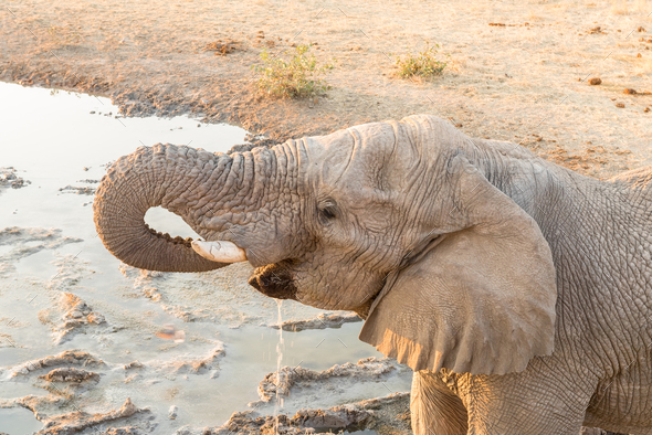 Close-up African elephant drinking water at sunset Stock Photo by dpreezg