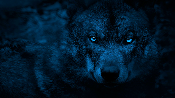 Wolf Looking Around With Bright Eyes In The Dark, Stock Footage | VideoHive