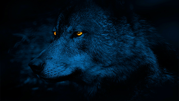 Wolf Side View With Glowing Eyes At Night, Stock Footage | VideoHive