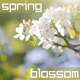 Spring Blossom - VideoHive Item for Sale