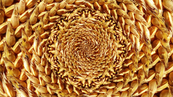 Wheat Kaleidoscope