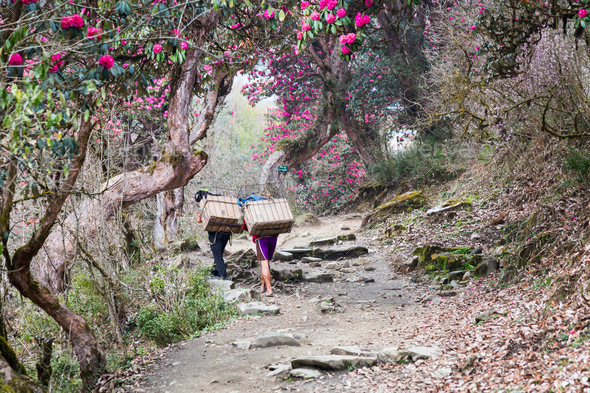 Two porters walking through a scenic trail with Rhododendron flower in Nepal - Stock Photo - Images