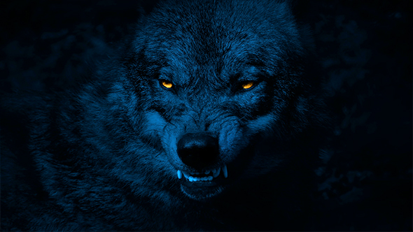 Wolf Growls With Glowing Eyes At Night, Stock Footage | VideoHive