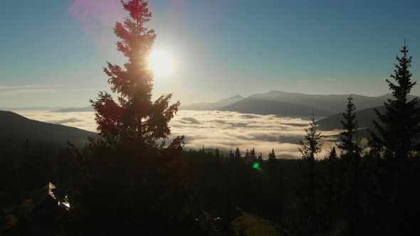 Aerial shot: flying via Pines towards Morning Clouds in Mountains. alt
