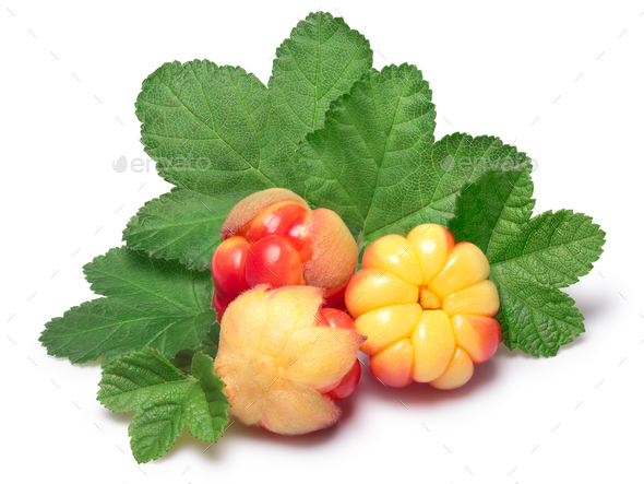 Three cloudberries (Rubus Chamaemorus) with leaves - Stock Photo - Images