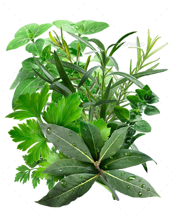 Mediterranean Herbs - Stock Photo - Images