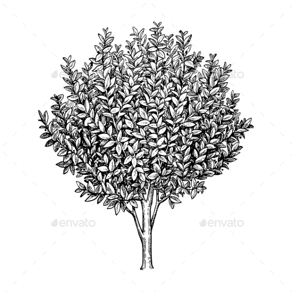 GraphicRiver Bay Laurel Tree 20545977 GraphicRiver Bay Laurel Tree 20545977