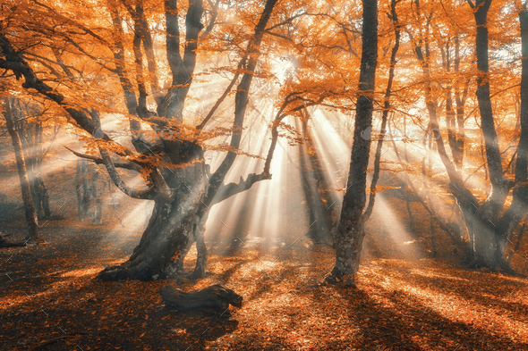 Magical autumn forest with sun rays in the evening