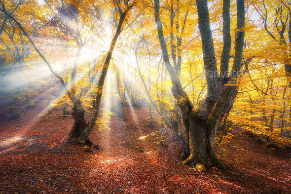 Magical autumn forest with sun rays