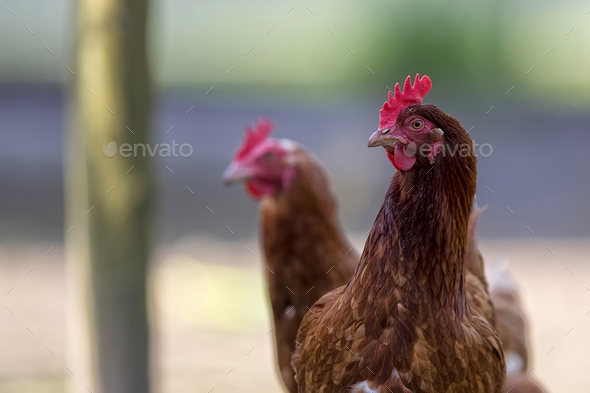 Hen in the meadow - Stock Photo - Images