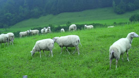 Flock of sheep graze on a green meadow near forest and hills. Sheep chew grass, farm Tyrol, Austria. alt