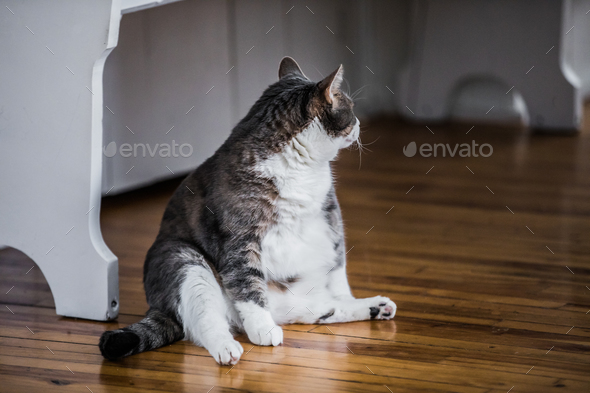 Funny Fat Cat Sitting in the Kitchen