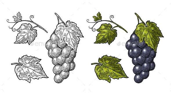 Bunch of Grapes with Berry and Leaves - Flowers & Plants Nature