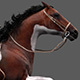3D Horse Canter - VideoHive Item for Sale