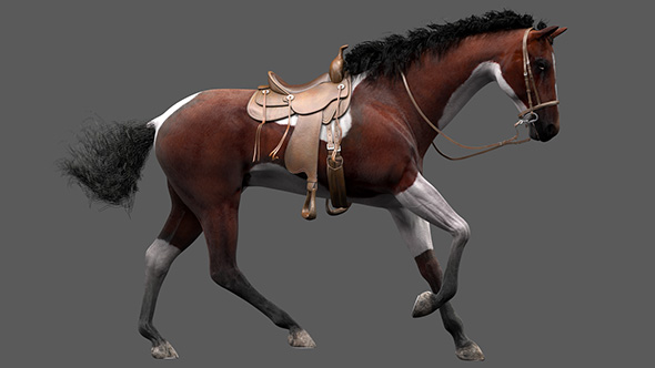 3D Horse Canter