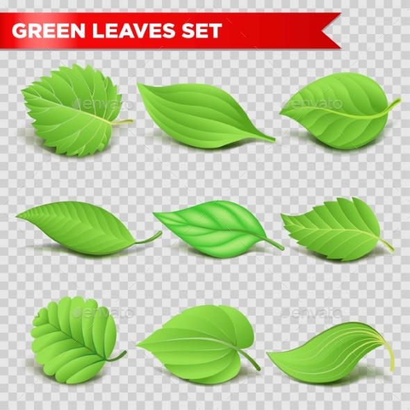 Green Leaves - Flowers & Plants Nature