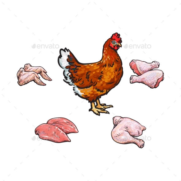 Vector Chicken and Meat Parts Set Sketch - Food Objects