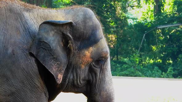 Elephant eating grass in the zoo closeup alt