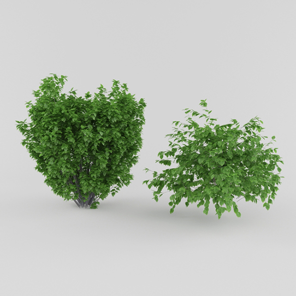 Vray Ready Plants - 3Docean 20561103