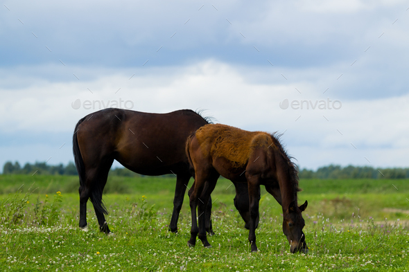 Breeding horse with a foal in the pasture
