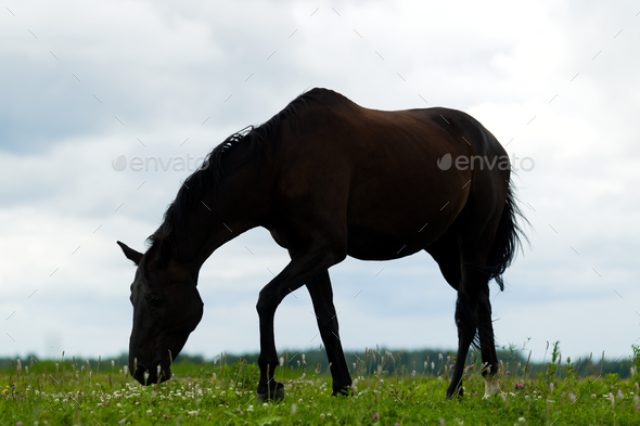 Breeding horse in the pasture