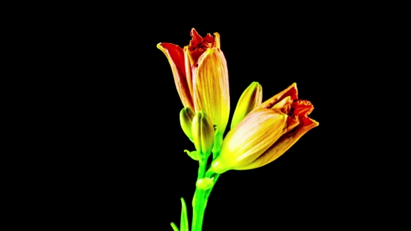 Daylily on a Black Background alt