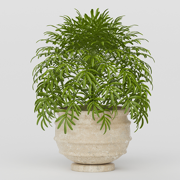 Vray Ready Potted - 3Docean 20564379