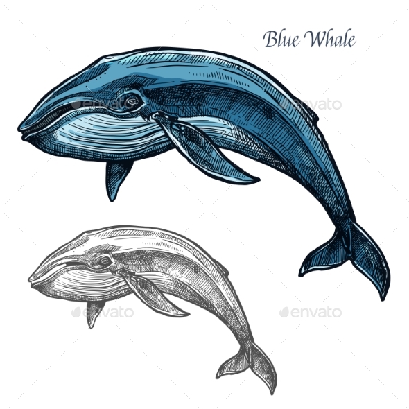 Blue Whale Isolated Sketch for Sea Animal Design - Animals Characters