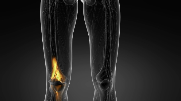 Knee Bones Anatomy, Motion Graphics | VideoHive