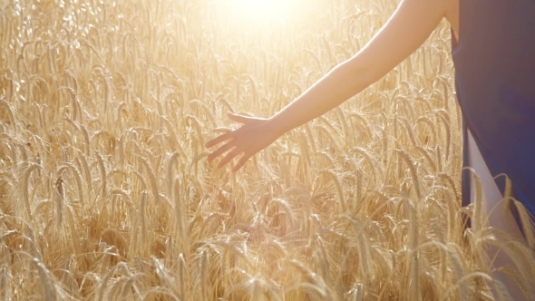 Girl Touching Wheat in Wheat Field and Moving alt