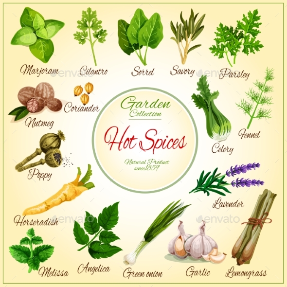 Vector Poster of Spice Seasonings Herb Flavorings - Food Objects