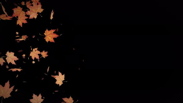 Autumn Leaves Falling Animation
