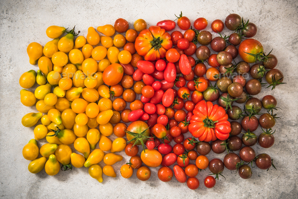Colorful gamma of tomatoes - Stock Photo - Images