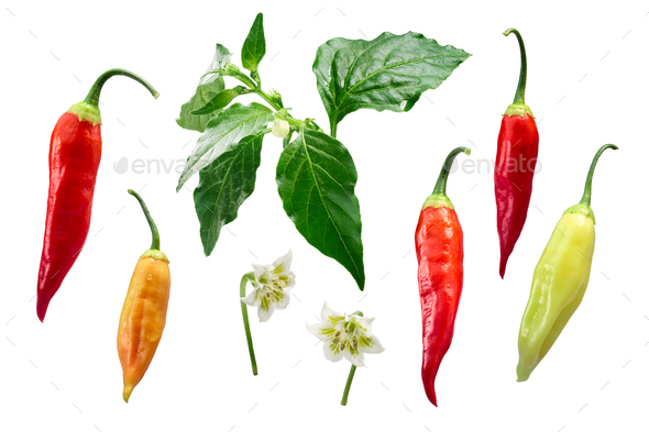 Aji Cristal chile-Capsicum baccatum elements, paths Stock ...