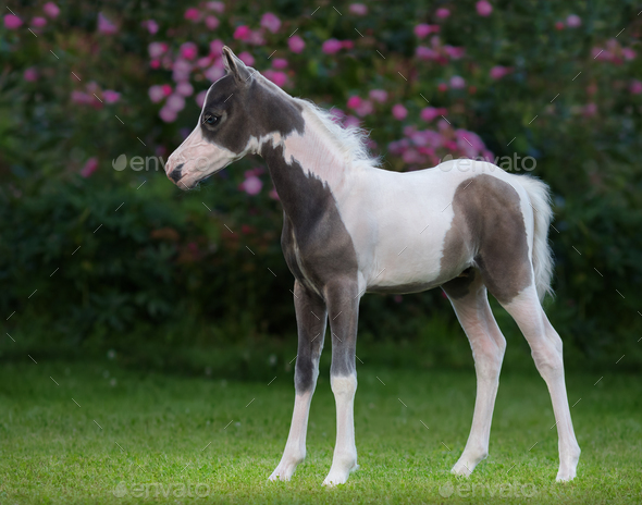 American miniature horse. Pinto foal is one month of birth.
