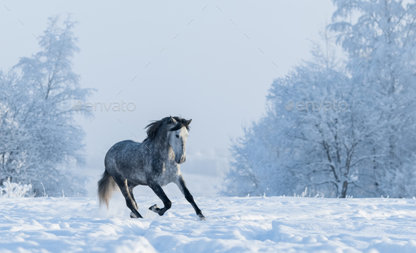 Dapple-grey Spanish Horse - Portrait in Motion Stock Image - Image
