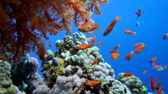 Colorful Fish on Vibrant Coral Reef, Red Sea, Stock Footage | VideoHive