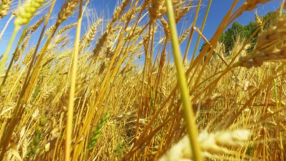 Moving Through a Wheat Field