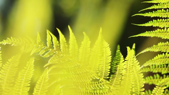 Fern Leaves Camera Movement at Sunset alt