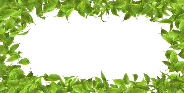 Green Leaves Frame, Motion Graphics | VideoHive
