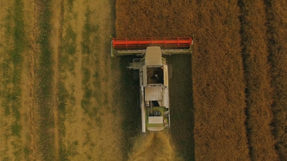 View of Combine Harvester Gathers the Golden Wheat at Cloudy Day alt