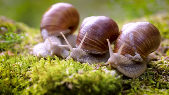 Helix Pomatia Also Roman Snail, Burgundy Snail alt