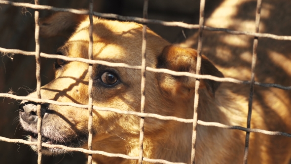 Angry Dog Behind Bars, Stock Footage | VideoHive